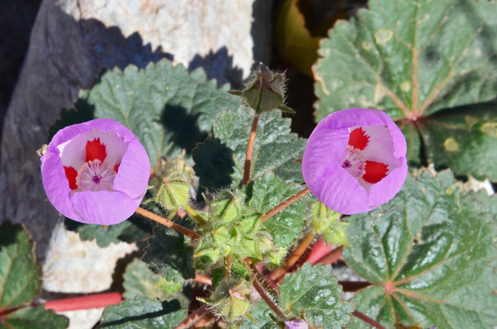 Desert Fivespot, sometimes spelled Desert Five-spot is a lovely flower that blooms early spring from March to May. Eremalche rotundifolia 